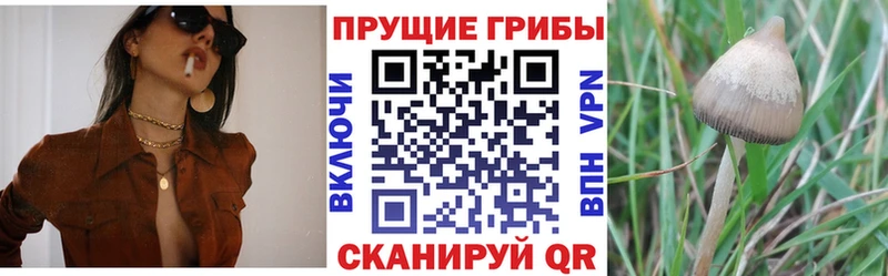 Купить закладки  Остров  Псилоцибиновые грибы MAGIC MUSHROOMS 